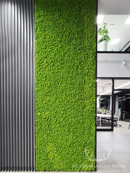 Greenwall - raindeer moss in office
