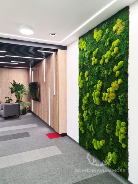 Greenwall in office - ball moss, flat moss, Provencal moss