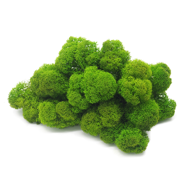 Reindeer moss