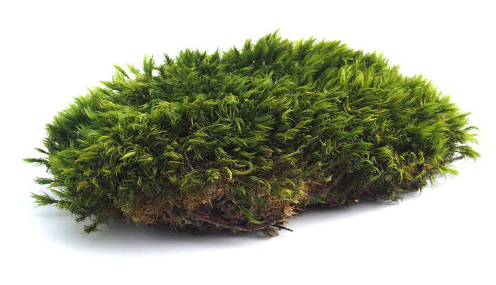 Provencal moss