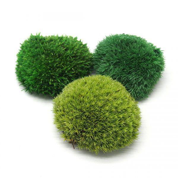 Ball moss/ pillow moss