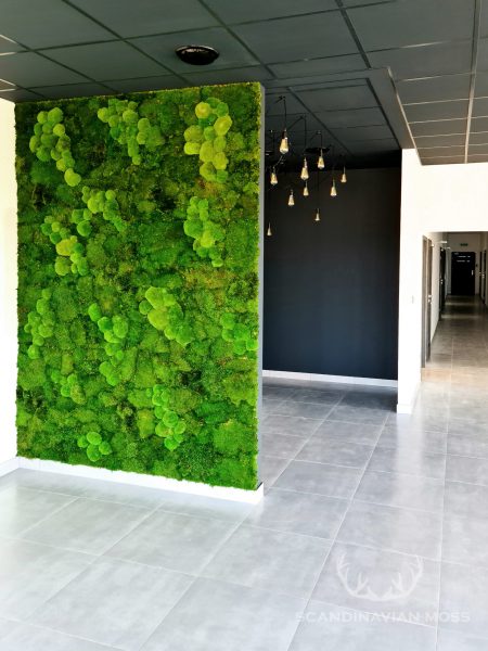Greenwall with different moss types